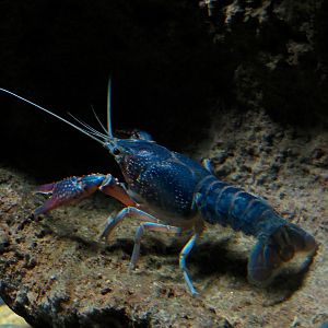 Freshwater Aquarium - Red Swamp Crayfish Exhibit