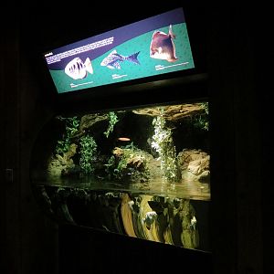 Freshwater Aquarium - Archerfish Exhibit