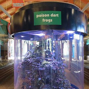 Animal Connections - Poison Dart Frog Exhibit