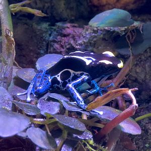 Animal Connections - Poison Dart Frog Exhibit