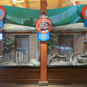 Animal Connections - African Crested Porcupine Exhibit