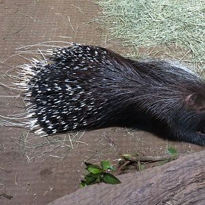 Animal Connections - African Crested Porcupine Exhibit