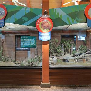 Animal Connections - American Beaver Exhibit