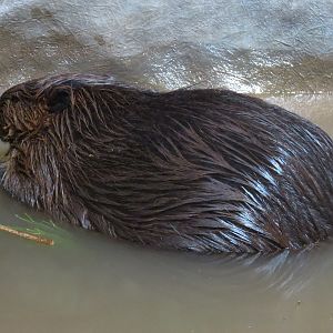 Animal Connections - American Beaver Exhibit