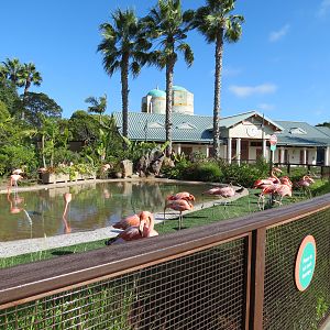 Animal Connections - Caribbean Flamingo Exhibit
