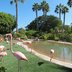 Animal Connections - Caribbean Flamingo Exhibit