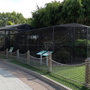 White Ibis and Scarlet Ibis Exhibit