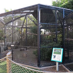 East African Crowned Crane Exhibit