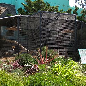 East African Crowned Crane Exhibit