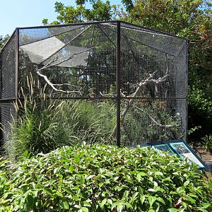 Moustached Parakeet, Chestnut-breasted Malkoha, and Common Myna Exhibit