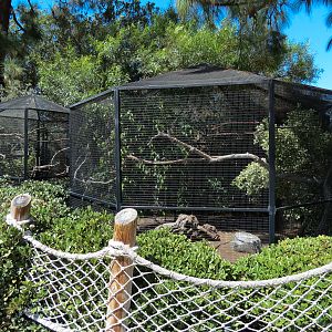 White-rumped Shama, Green Woodhoopoe, and Common Myna Exhibits
