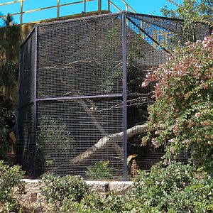 Lady Ross Turaco Exhibit
