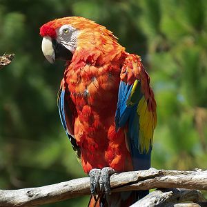 Macaw Exhibit - Scarlet Macaw