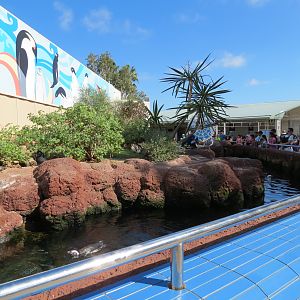 Penguin Encounter - Magellanic Penguin Exhibit