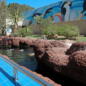 Penguin Encounter - Magellanic Penguin Exhibit