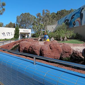 Penguin Encounter - Magellanic Penguin Exhibit