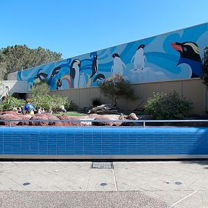 Penguin Encounter - Magellanic Penguin Exhibit