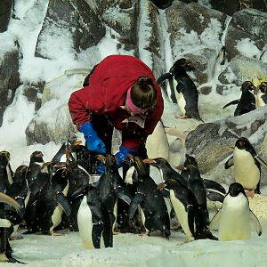 Penguin Encounter - Antarctic Penguin Exhibit