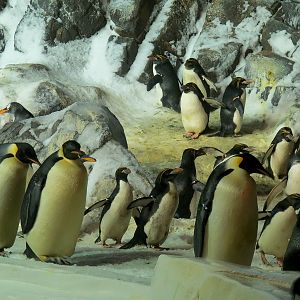 Penguin Encounter - Antarctic Penguin Exhibit - Emperor and Macaroni Pengui