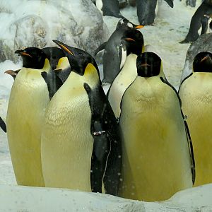 Penguin Encounter - Antarctic Penguin Exhibit - Emperor Penguin