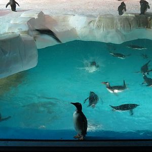Penguin Encounter - Antarctic Penguin Exhibit