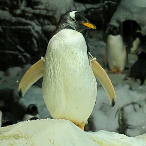 Penguin Encounter - Antarctic Penguin Exhibit - Gentoo Penguin