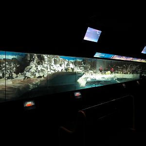 Penguin Encounter - Antarctic Penguin Exhibit