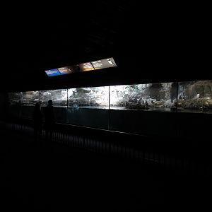 Penguin Encounter - Alcid Exhibit