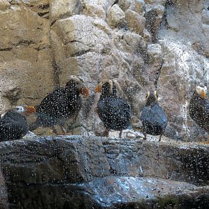 Penguin Encounter - Alcid Exhibit - Tufted Puffin