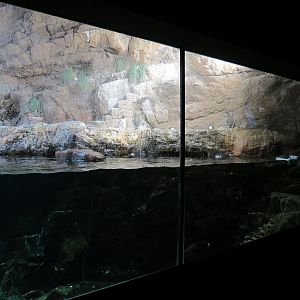 Penguin Encounter - Alcid Exhibit