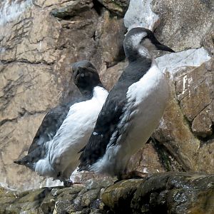 Penguin Encounter - Alcid Exhibit - Common Murre