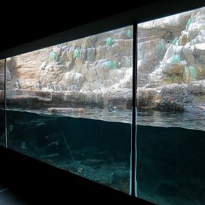 Penguin Encounter - Alcid Exhibit