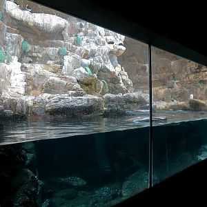 Penguin Encounter - Alcid Exhibit