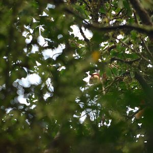 Indian giant squirrel (Ratufa indica)