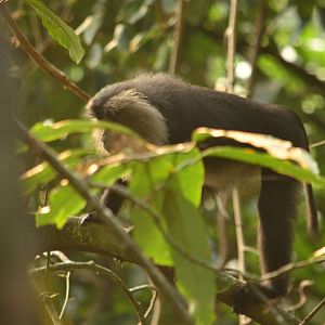 Lion tailed macaque (Macaca silenus)