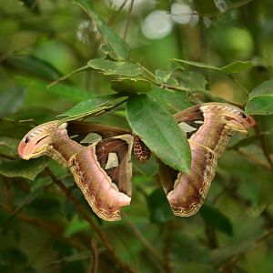 Atlas moth