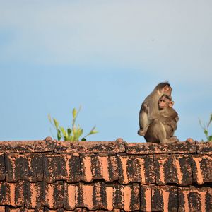 Bonnet macaque (Macaca radiata) and young