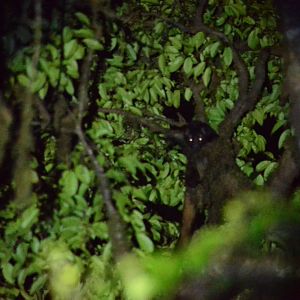 Brown Palm civet (Paradoxurus jerdoni)
