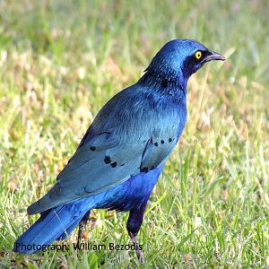 Glossy Blue Starling to be Identified