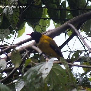 Ethiopian Bird ID