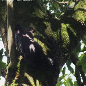 Ethiopian Squirrel ID