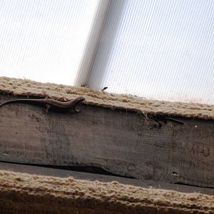Unidentified Lizard at Hawassa, 16/10/14