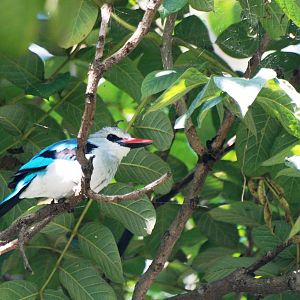 Woodland Kingfisher at Hawassa, 16/10/14