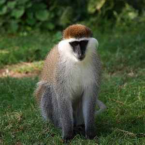 Grivet Monkey at Hawassa, 16/10/14