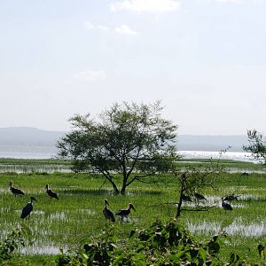 Marabous at Hawassa, 16/10/14