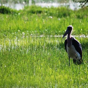 Marabou at Hawassa, 16/10/14