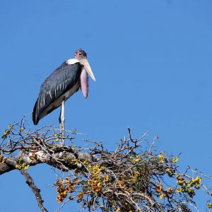 Marabou at Hawassa, 16/10/14