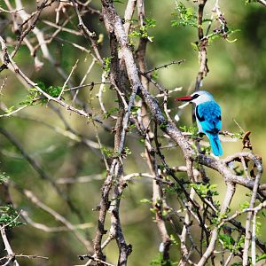 Woodland Kingfisher at Hawassa, 16/10/14