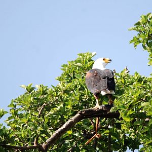 African Fish Eagle at Hawassa, 16/10/14