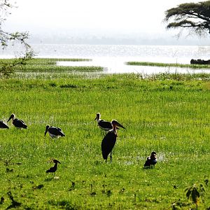 Lakeside Birds at Hawassa, 16/10/14